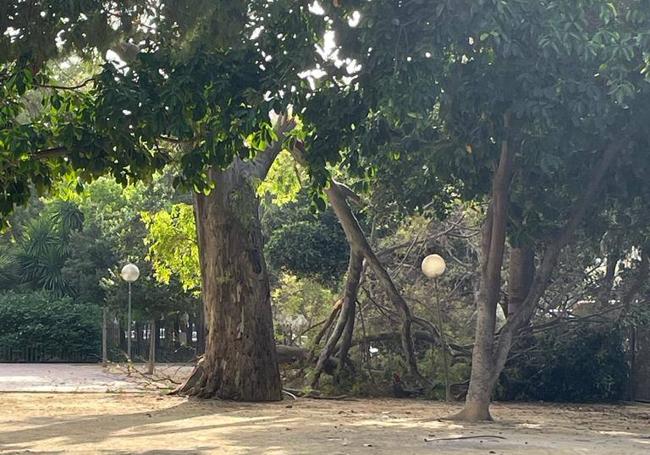 La caída de una rama en el jardín del Malecón obstaculiza el tráfico en Murcia