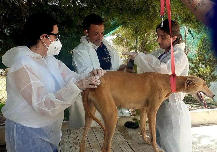 Descubren en una finca de Molina de Segura decenas de perros y gatos sin agua ni comida