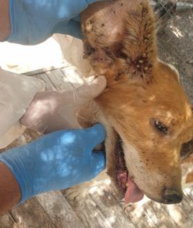 Imagen secundaria 2 - Descubren en una finca de Molina de Segura decenas de perros y gatos sin agua ni comida