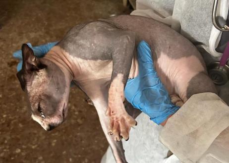 Imagen secundaria 1 - Descubren en una finca de Molina de Segura decenas de perros y gatos sin agua ni comida