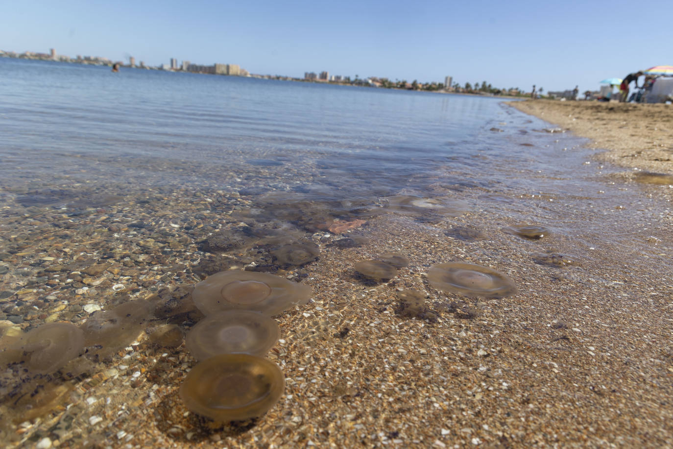 Aparecen más medusas en la ribera sur del Mar Menor