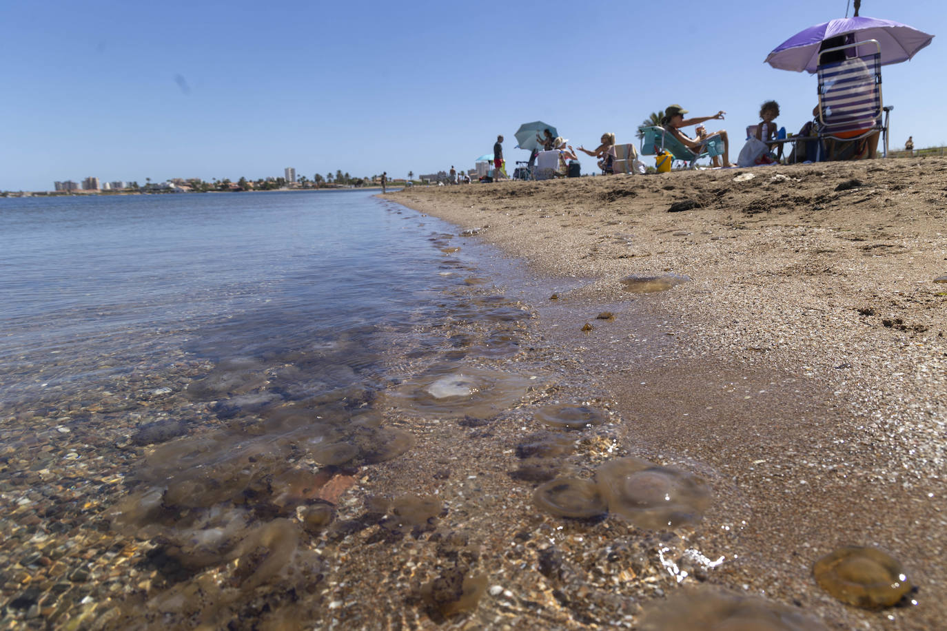 Aparecen más medusas en la ribera sur del Mar Menor