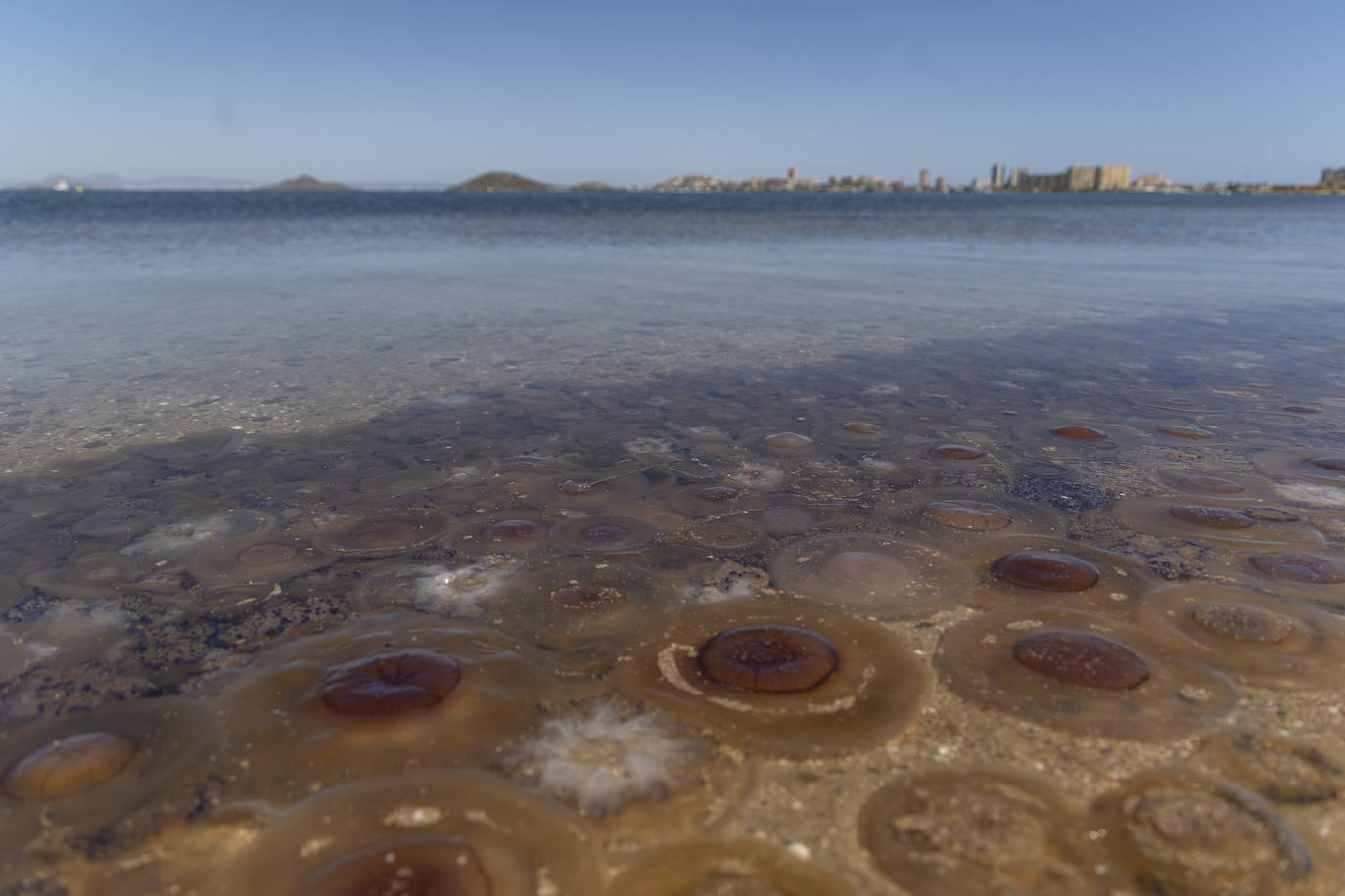 Aparecen más medusas en la ribera sur del Mar Menor