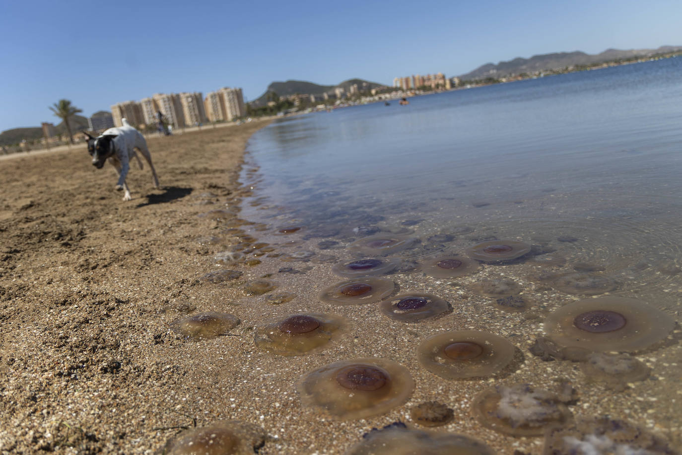 Aparecen más medusas en la ribera sur del Mar Menor