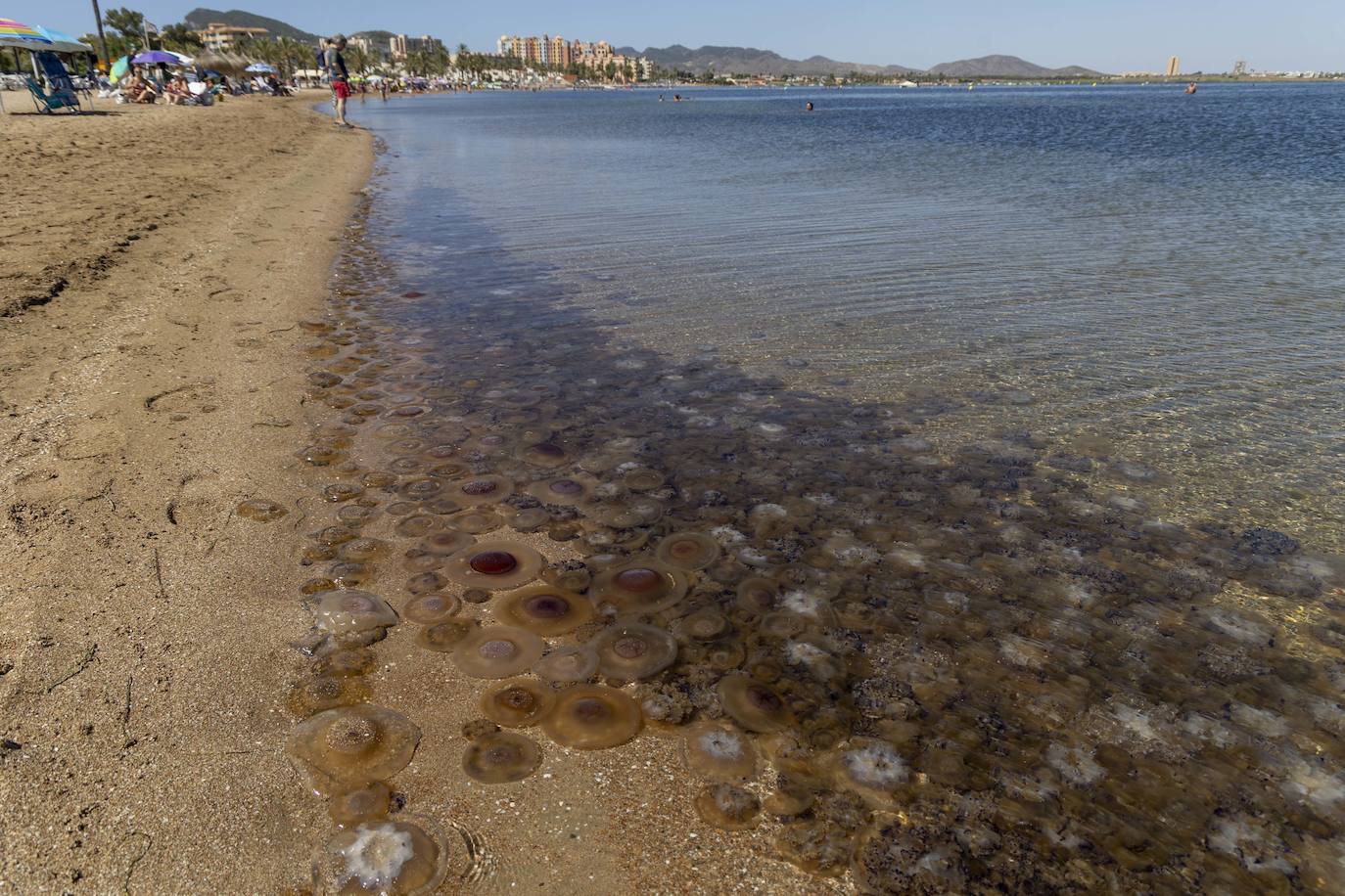 Aparecen más medusas en la ribera sur del Mar Menor