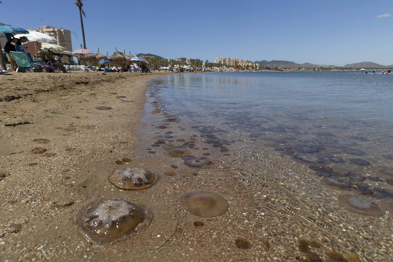 Aparecen más medusas en la ribera sur del Mar Menor