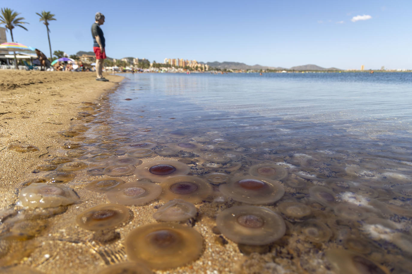 Aparecen más medusas en la ribera sur del Mar Menor