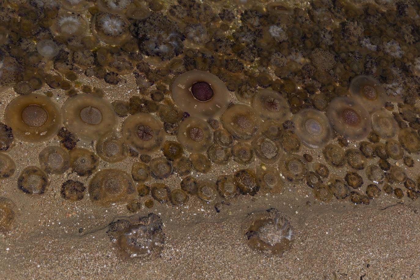 Aparecen más medusas en la ribera sur del Mar Menor