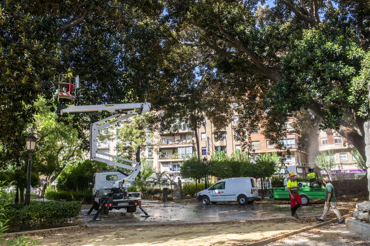 Los ficus de Floridablanca, en Murcia, se equipan con sensores contra la caída de ramas