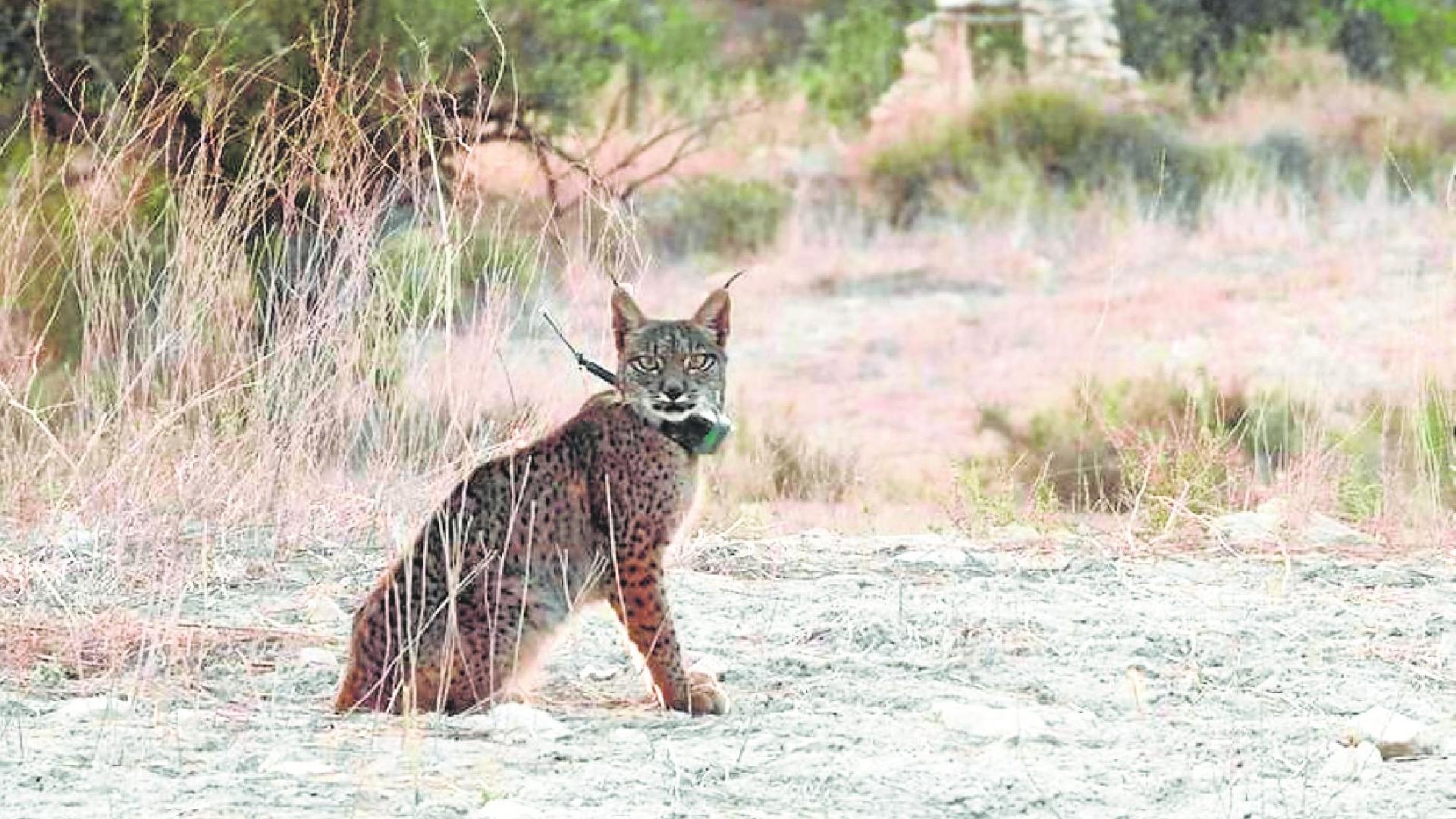 El CSIC pide triplicar el número de hembras para sacar al lince del peligro de extinción