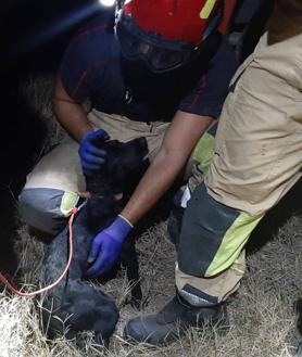 Imagen secundaria 2 - Rescatan a un perro que había caído a un pozo de 15 metros en Cartagena