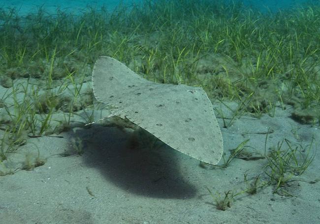 La UICN declara dos zonas de importancia para tiburones y rayas en el litoral de la Región