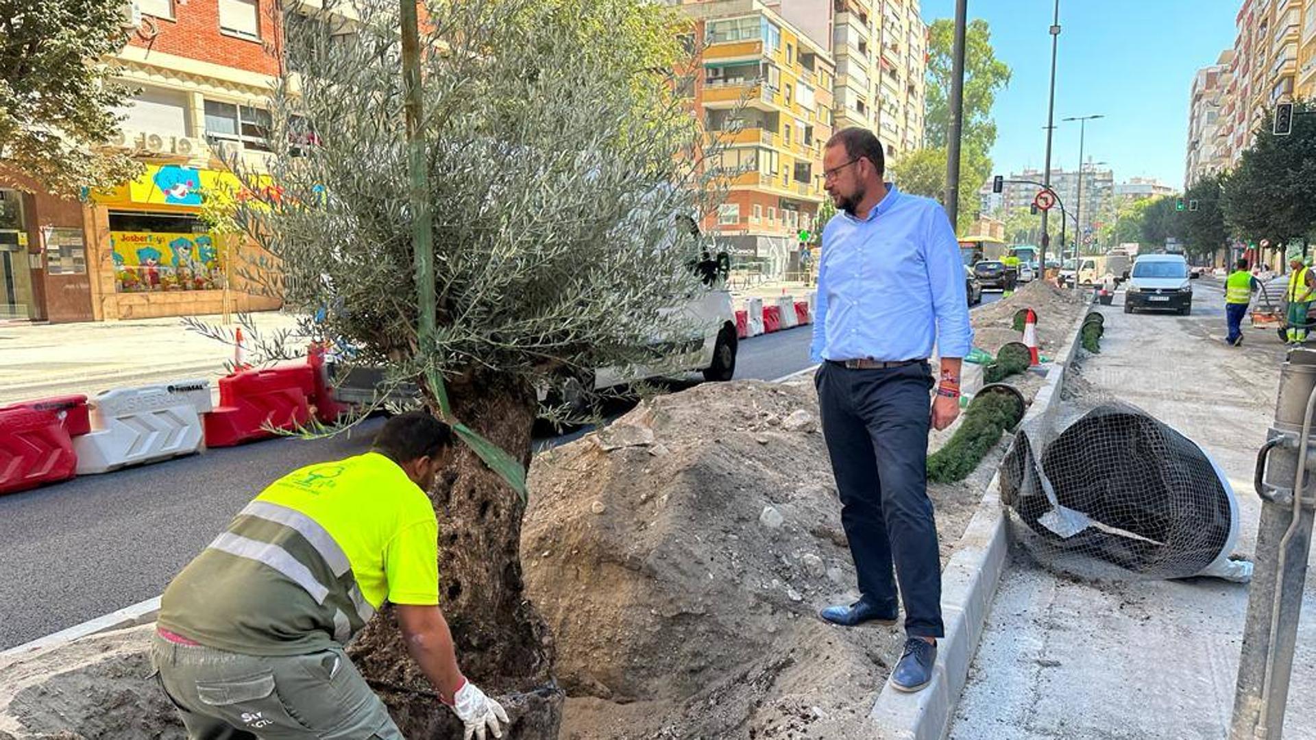 El nuevo arbolado de Ronda Norte y Primo de Rivera simbolizará las tres culturas de Murcia