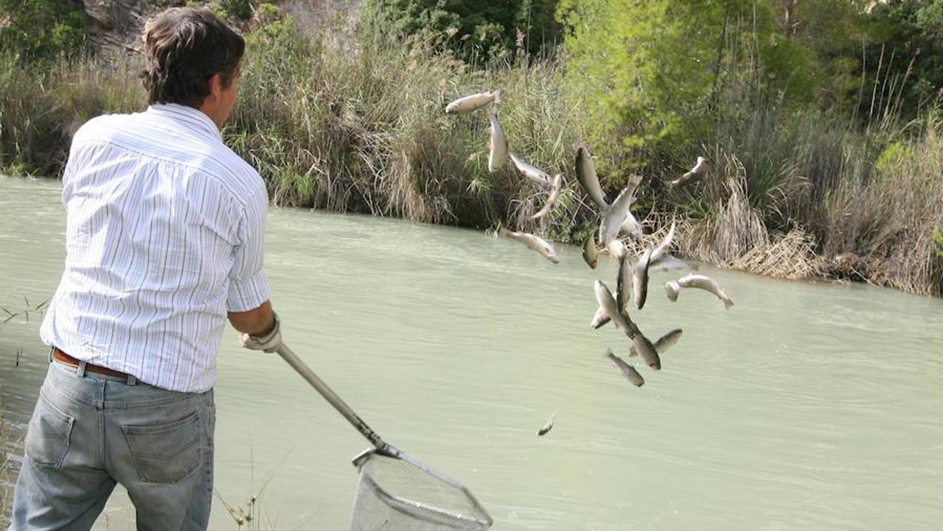 Prohíben la pesca en los ríos Argos, Quípar y Benamor, y en el embalse de Santomera