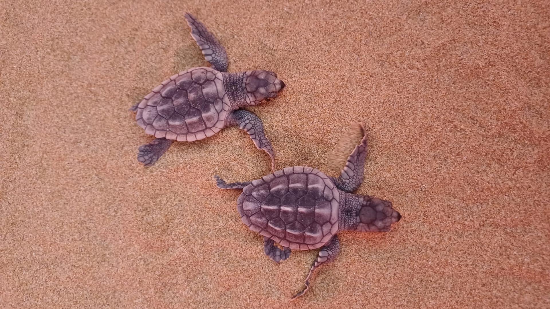 Nacen en Calblanque las dos primeras tortugas bobas de la temporada en la Región de Murcia