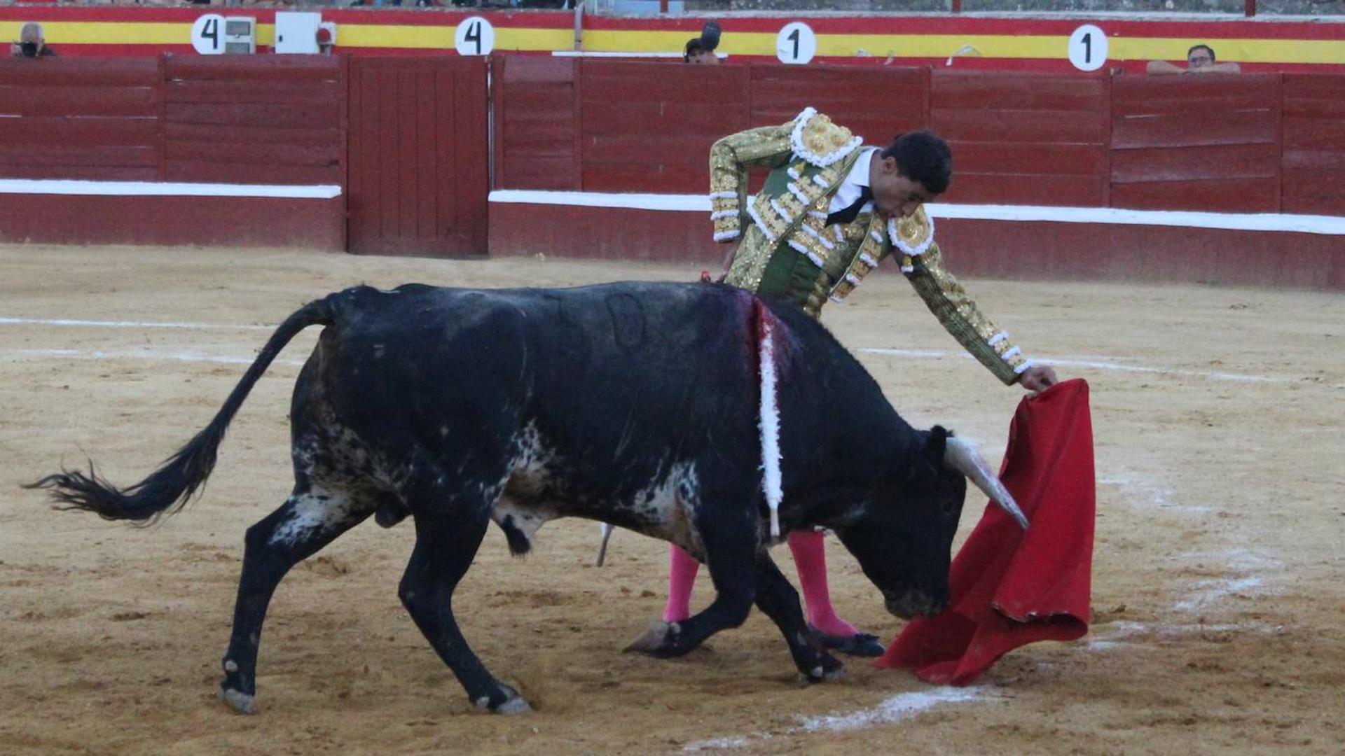 Una oreja para un puro Ureña en Pedro Muñoz