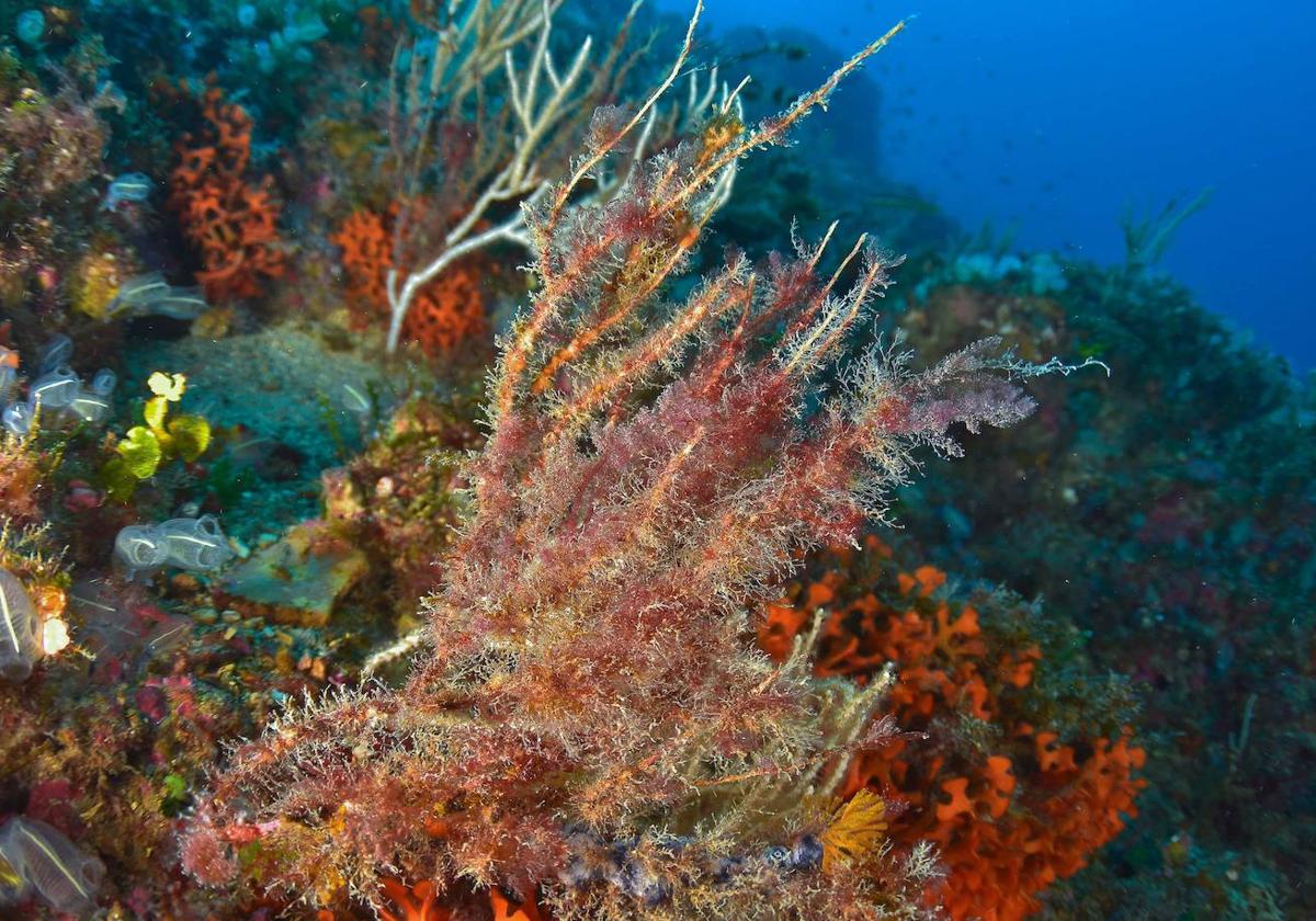 Las olas de calor marinas amenazan la supervivencia de un coral clave en el Mediterráneo