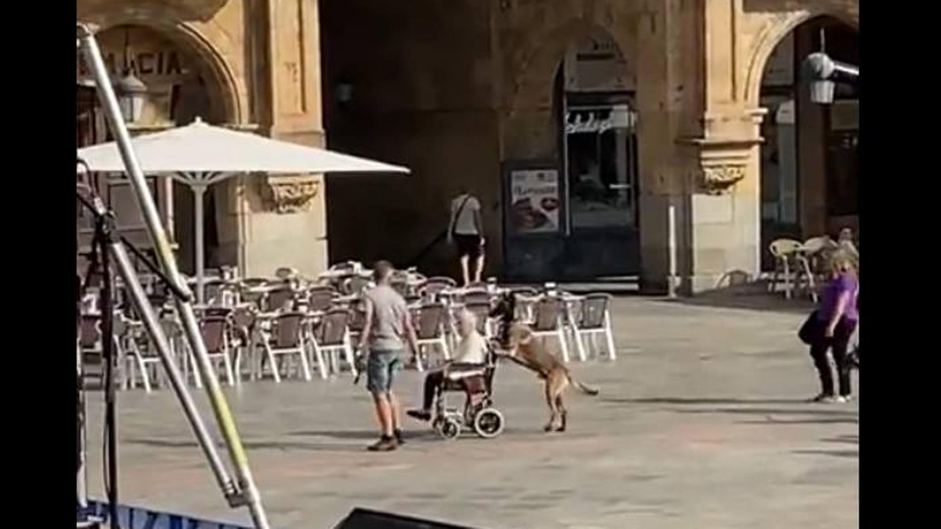 Un perro empuja una silla de ruedas antes del concierto de Arde Bogotá: «Salamanca literalmente suelta a los perros»