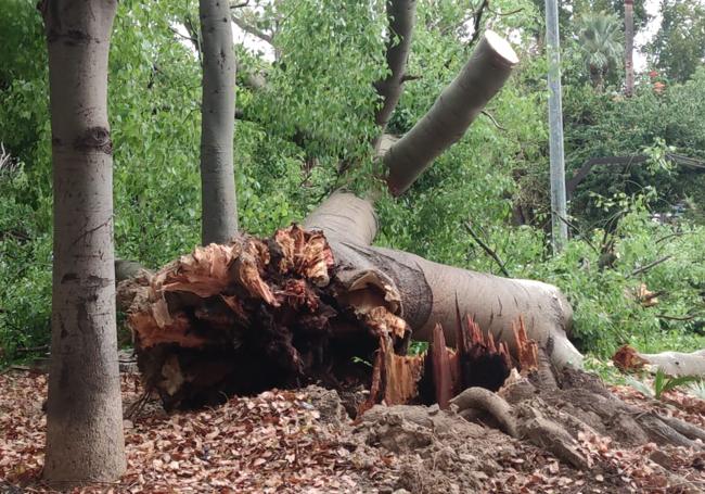 Cae un árbol del Plano de San Francisco de Murcia