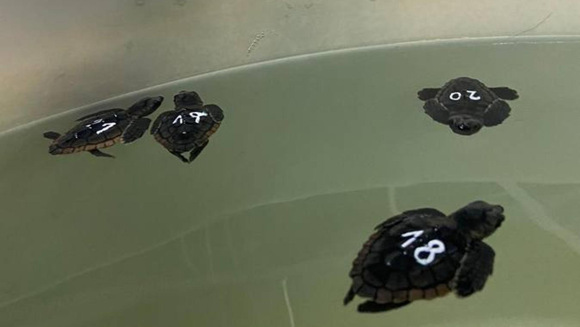 Dispositivo especial para asegurar la supervivencia de 54 tortugas bobas