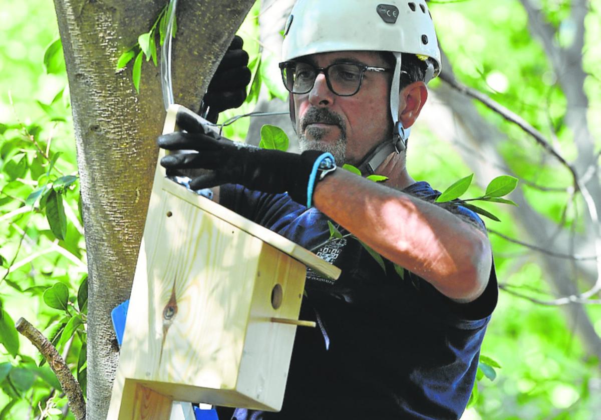 Otras 50 cajas nidos ayudarán a luchar contra los mosquitos en Murcia