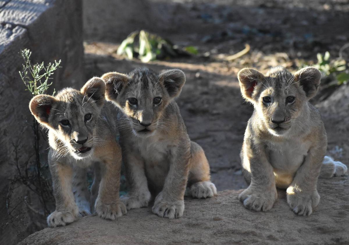 Terra Natura Murcia celebra el nacimiento de tres leones africanos