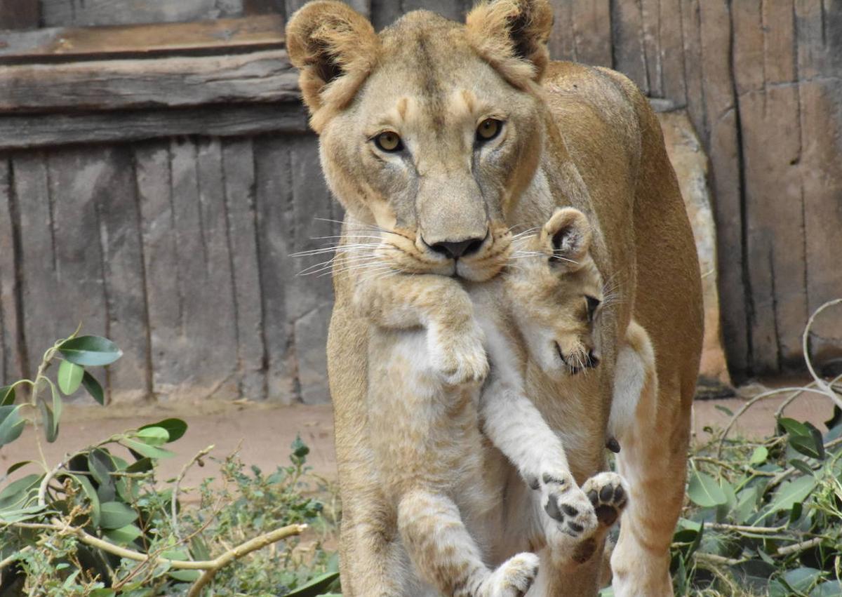 Imagen secundaria 1 - Los cachorros recién nacidos de Terra Natura.