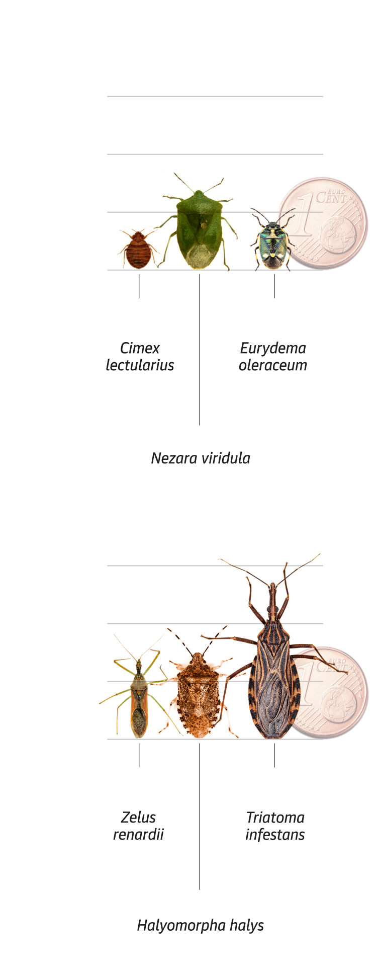 El despertar de la chinche de cama: así crecen y se reproducen