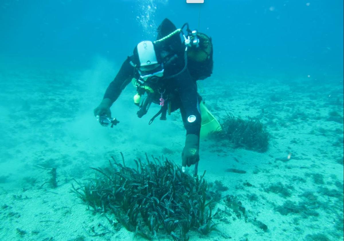 La Comunidad trabaja en la restauración de las praderas de Posidonia de Águilas