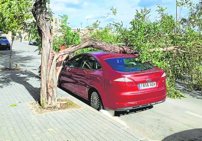 Un vehículo afectado por la caída de un árbol, en Cieza.