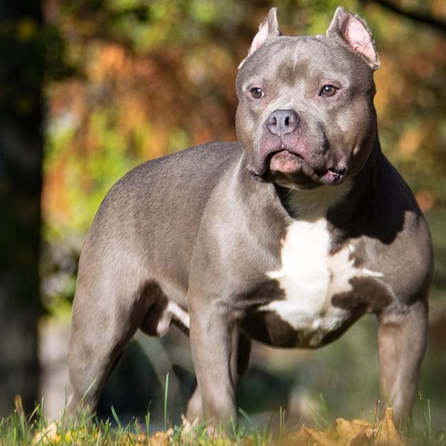 Así es el American Bully, el perro que acaba de prohibir Reino Unido por su extrema peligrosidad