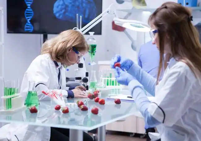 Investigación con variedades de cultivos en un laboratorio.