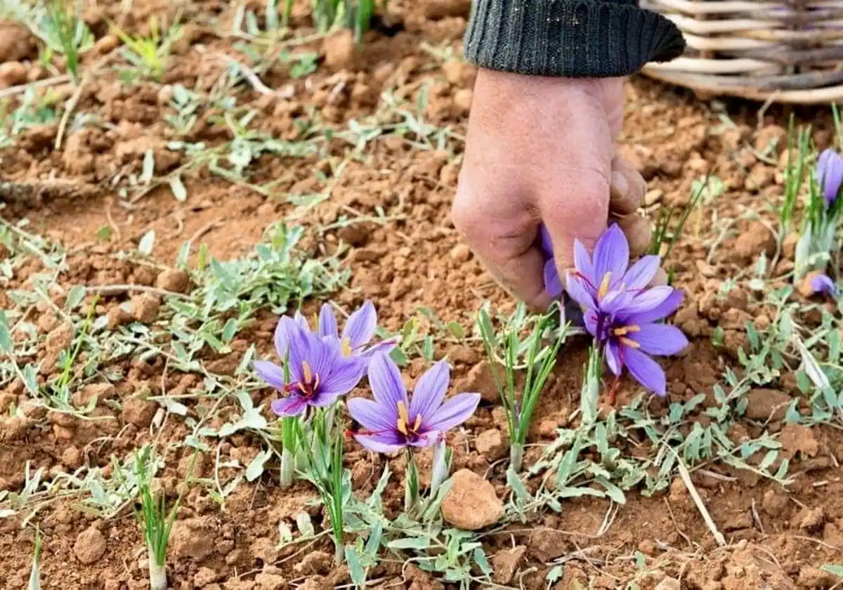 El cultivo de azafrán muere poco a poco en España