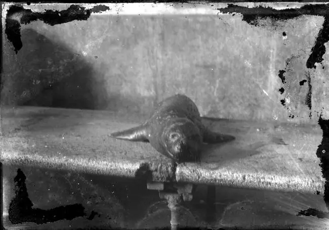 La fotografía histórica de una foca monje en Cartagena