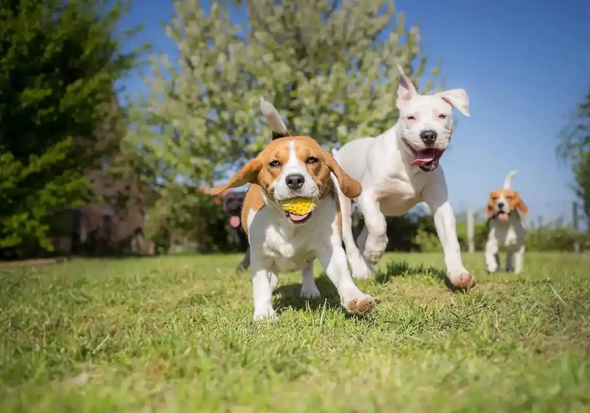 Cuatro consejos para ayudar a tu mascota y que no sufran con los petardos en Navidad