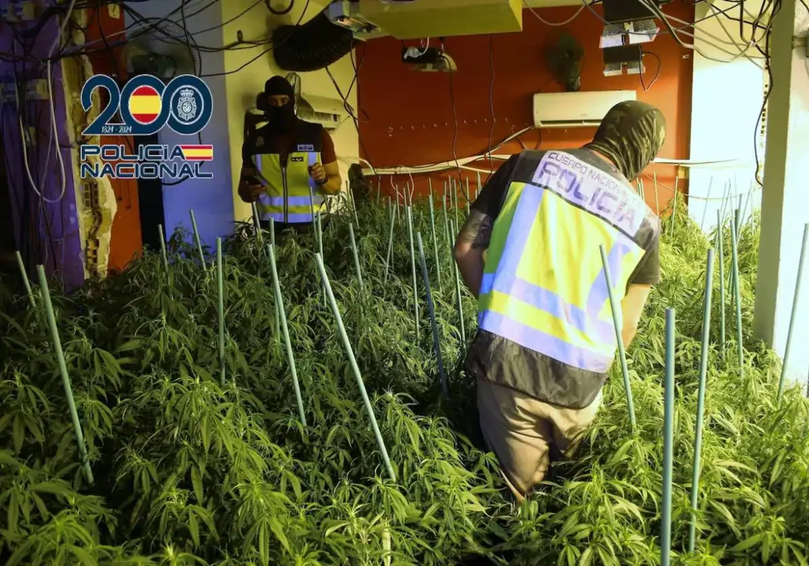 Cae una red dedicada a la venta de droga y cultivo de marihuana en Mar de Cristal