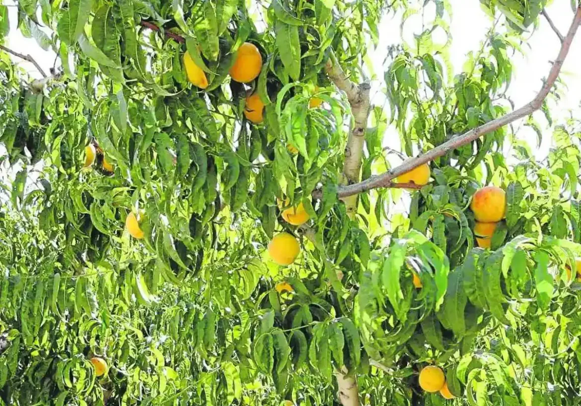 Más de 4.500 productores de frutales murcianos recibirán del Estado 4,3 millones en ayudas