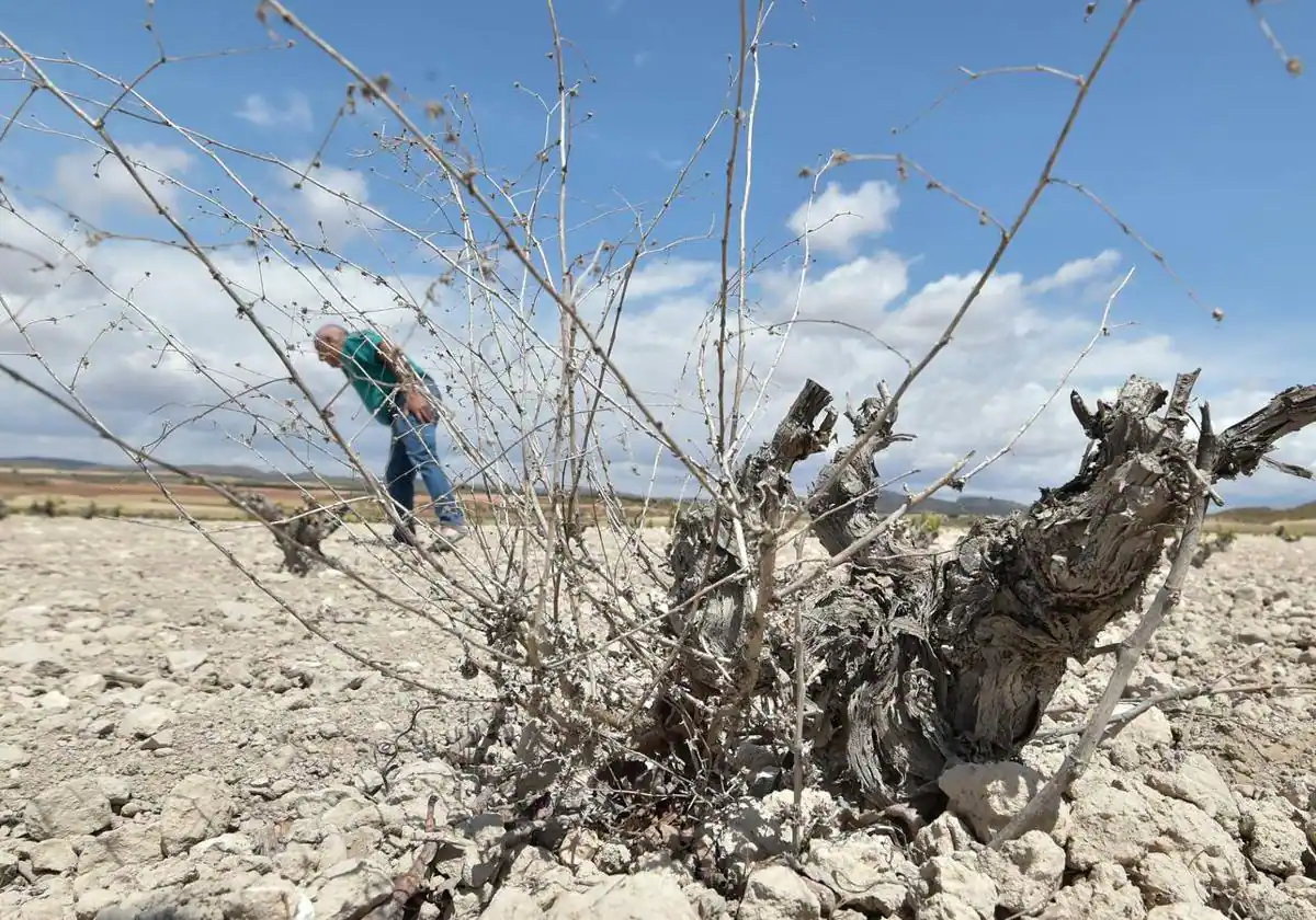 Las lluvias apenas aliviarán la sequía en el arranque del año