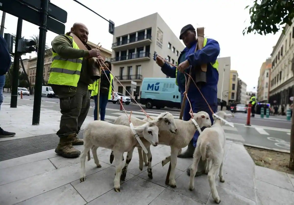 Dos ganaderos acuden a la Delegación del Gobierno en Murcia con varios corderos este viernes.