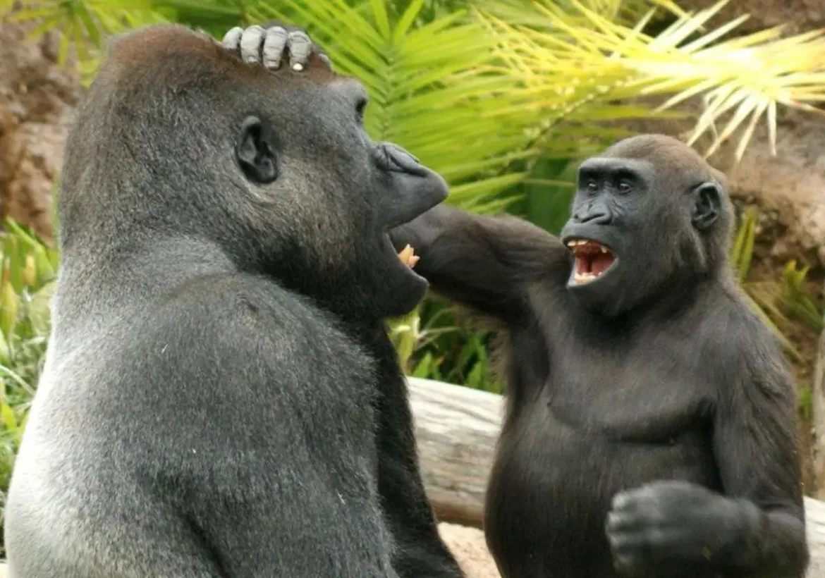 Los grandes simios comparten nuestra naturaleza bromista