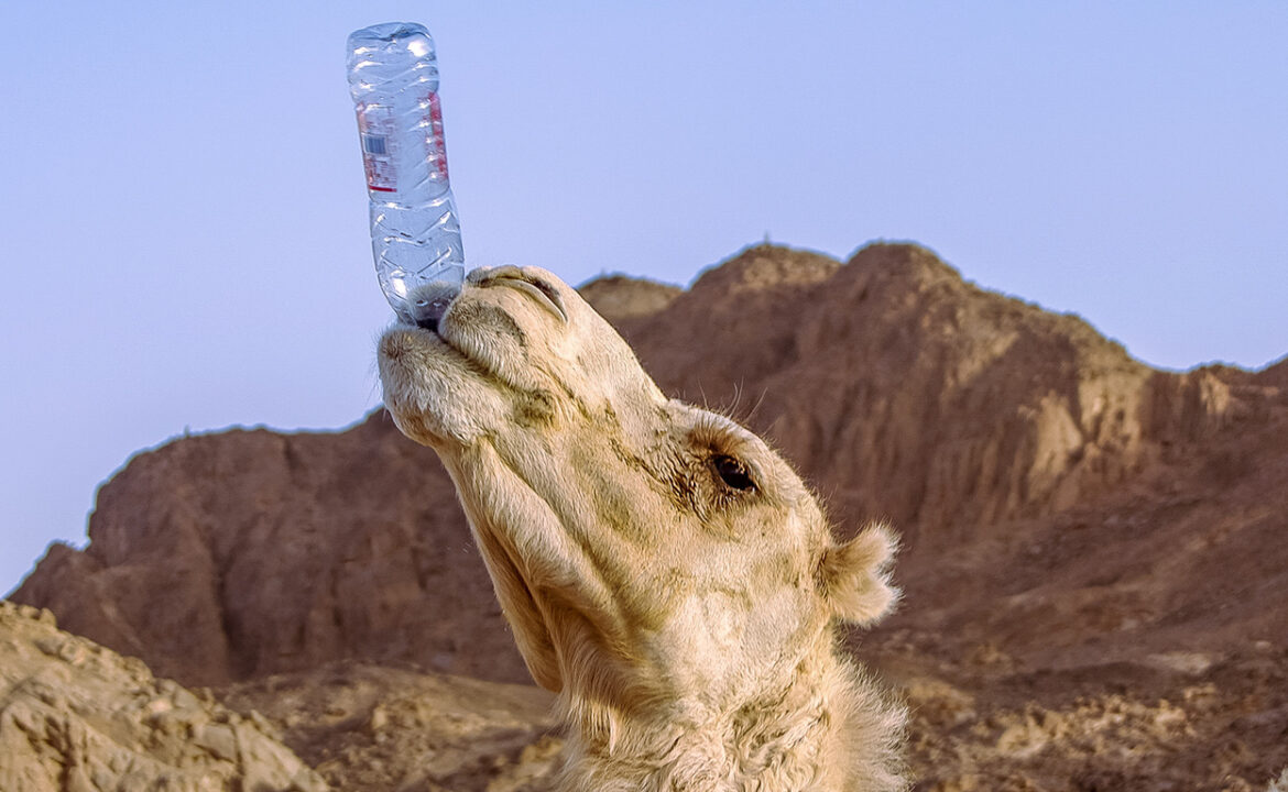 El síndrome del camello: ¿bebemos agua embotellada por encima de nuestras posibilidades?