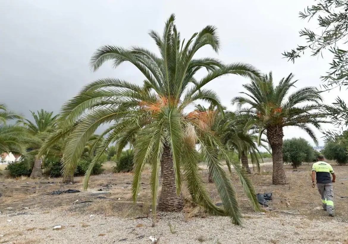 Trabajos contra el picudo rojo en más de 15.000 palmeras de barrios y pedanías de Murcia