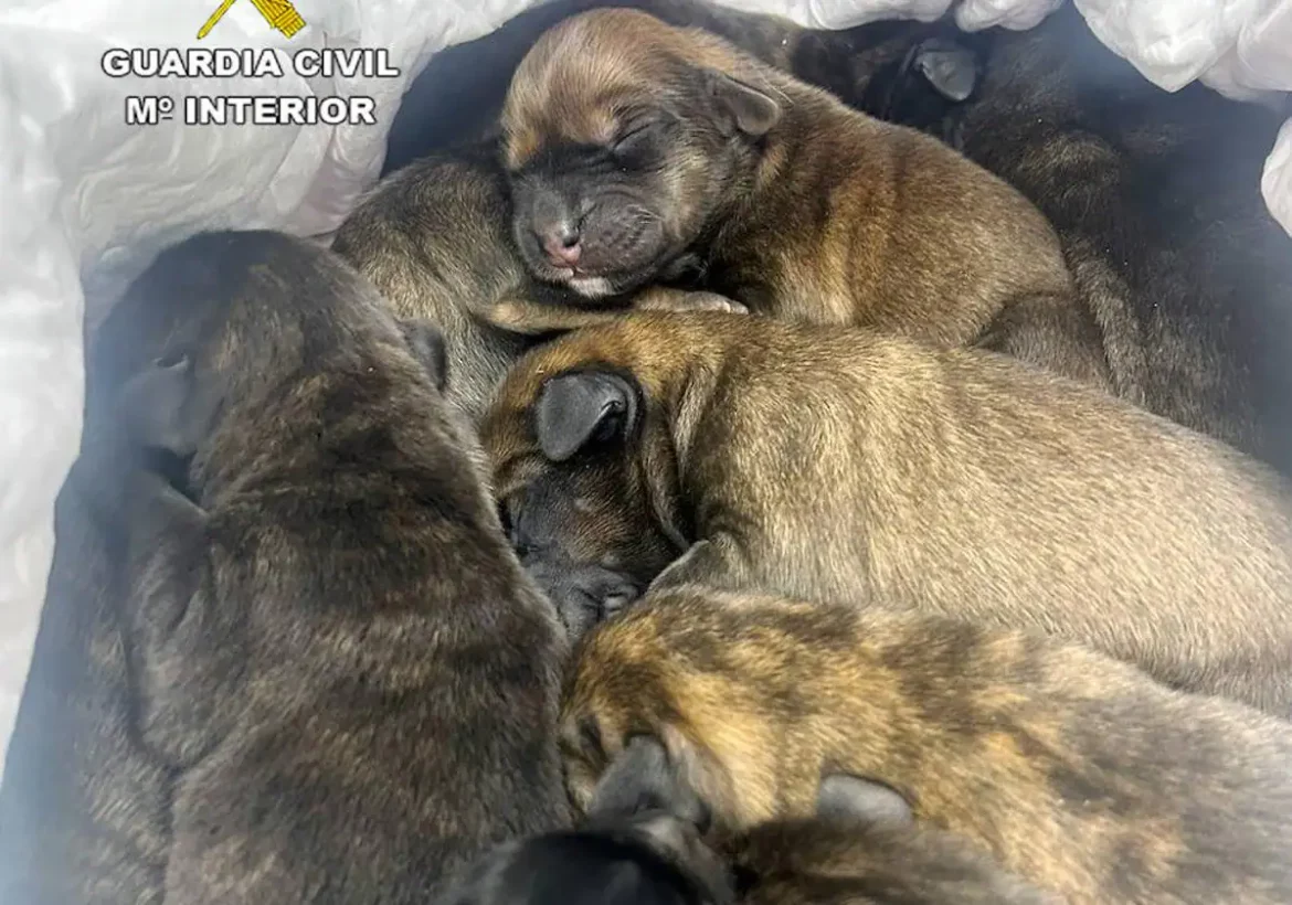 Rescatan a 11 cachorros de perro que iban a ser abandonados en un paraje de Cieza