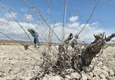 Agrupal teme el impacto del cambio climático sobre las materias primas