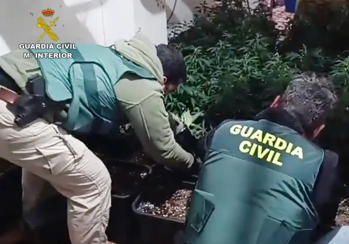 Desmantelan un invernadero con 200 plantas de marihuana en Cieza