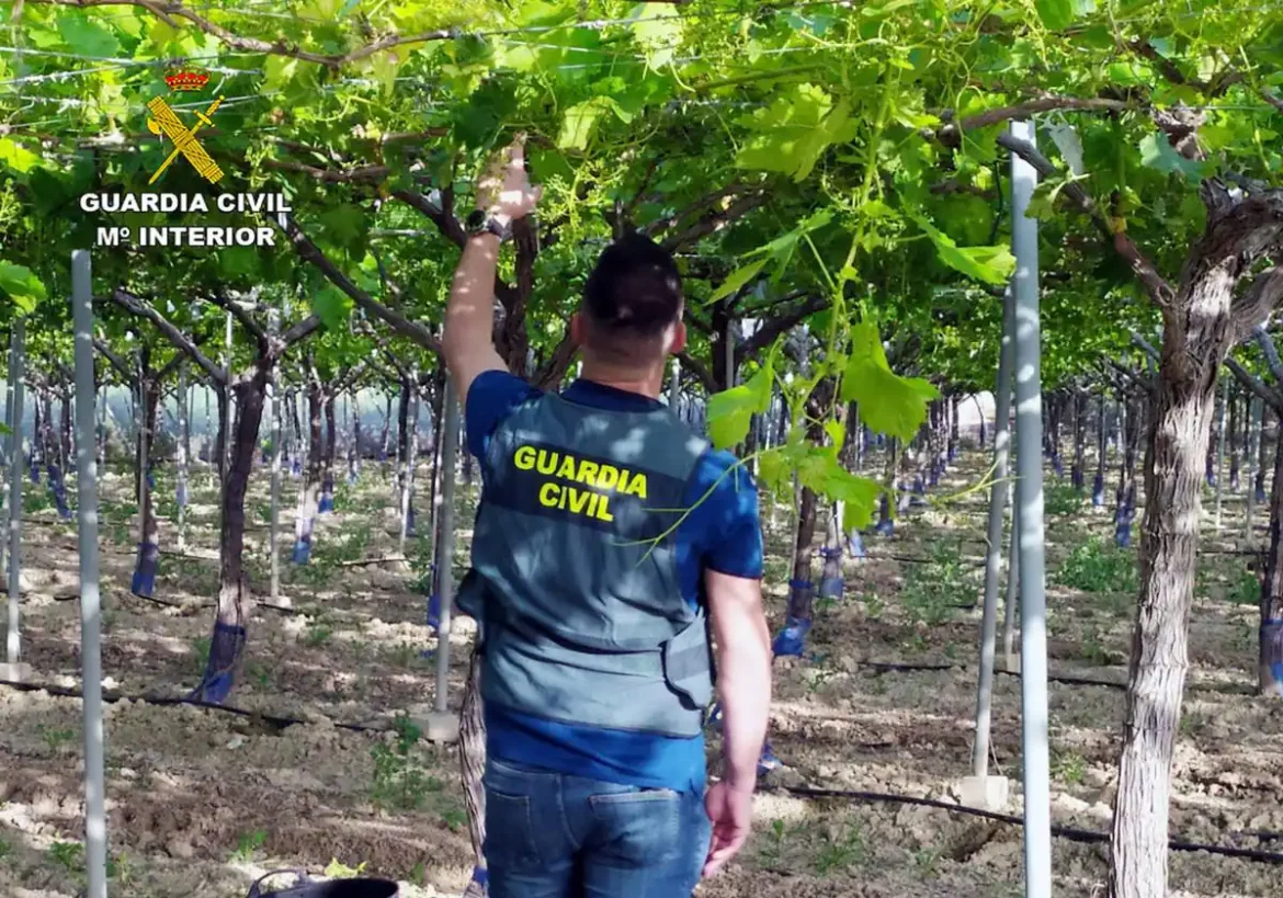 Nueve investigados por el robo de dos toneladas de uva en el Bajo Guadalentín