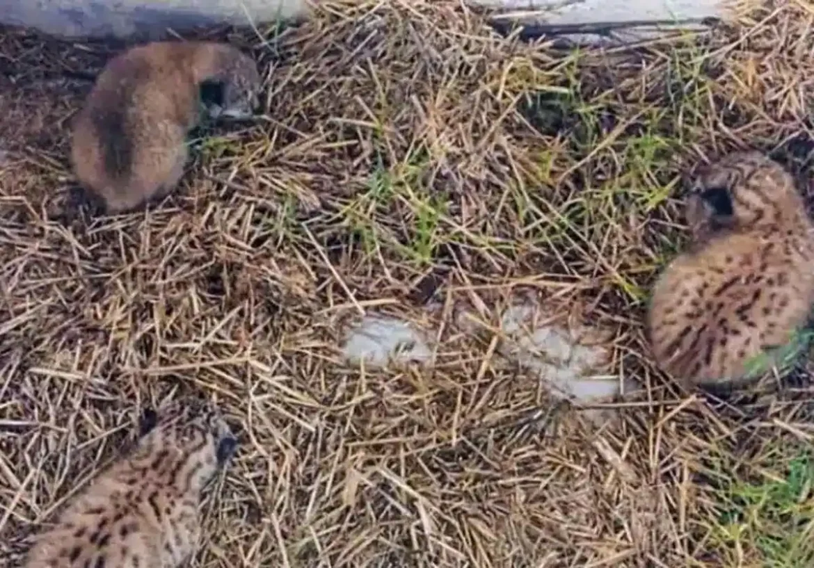 Encuentran tres crías de lince ibérico en un pajar de Toledo