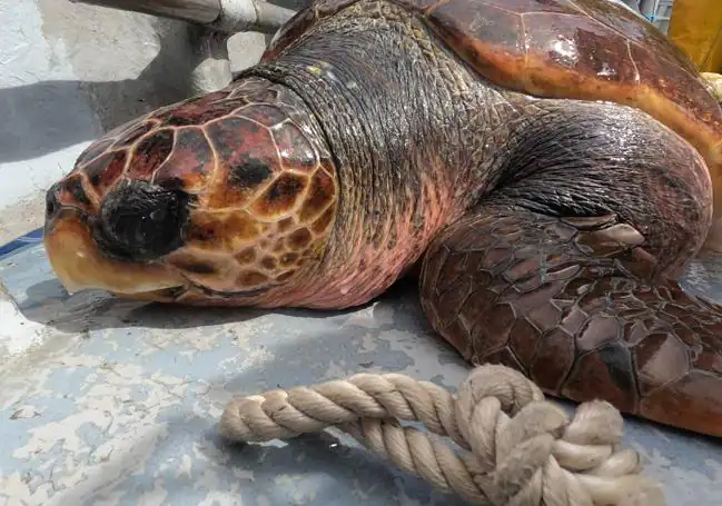 Liberan en aguas de Cartagena un ejemplar de tortuga boba de 80 kilos