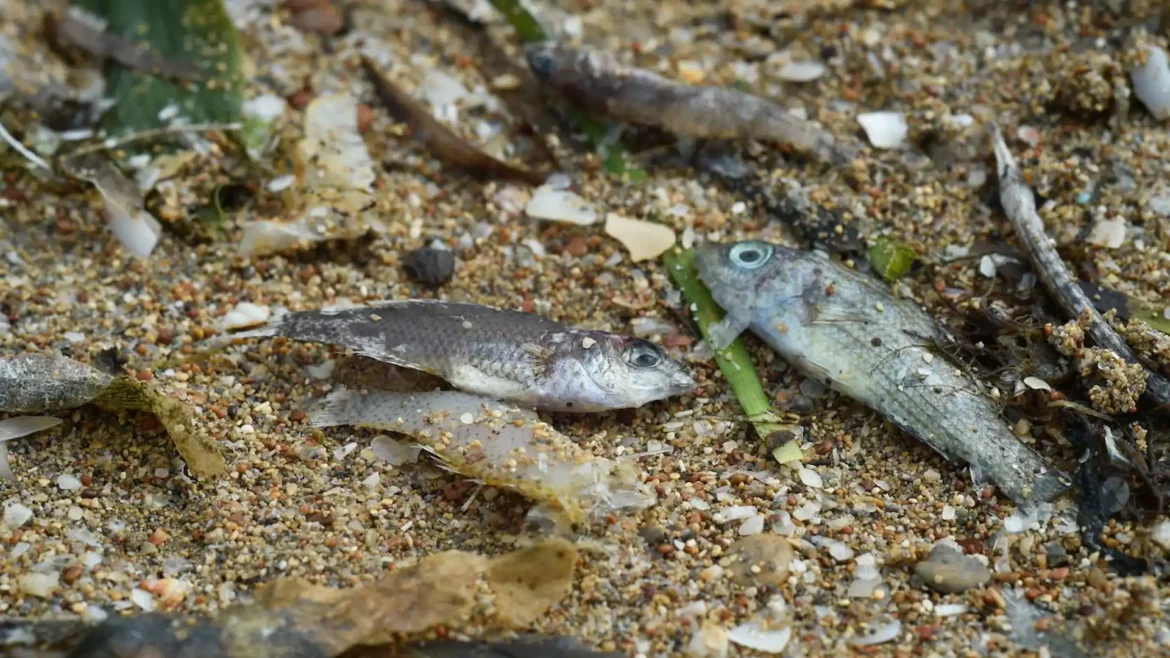 Un estudio de UMU y UPCT vincula la muerte de peces de 2021 en el Mar Menor con un ‘boom’ de nitratos