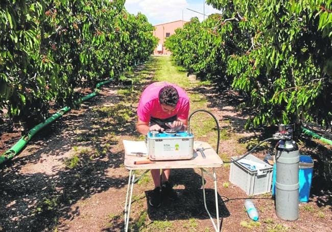 Un investigador del Departamento de ProducciónVegetal de la UPCTtoma datos en un cultivo de cerezos.